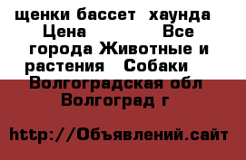 щенки бассет- хаунда › Цена ­ 20 000 - Все города Животные и растения » Собаки   . Волгоградская обл.,Волгоград г.